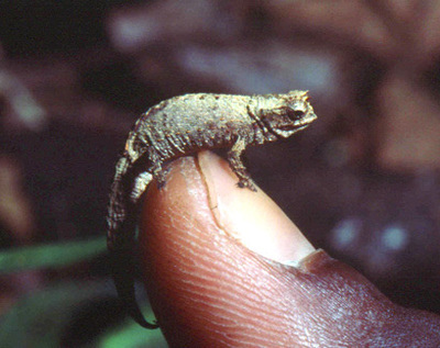 Tiny Animals On Fingers