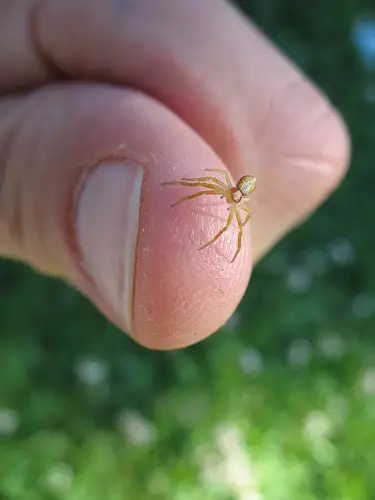 Tiny Animals On Fingers