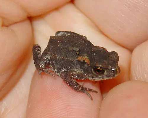 Tiny Animals On Fingers