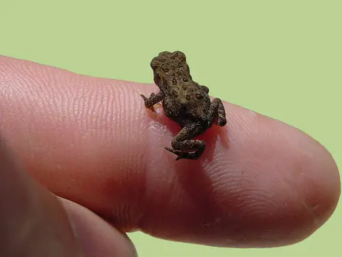 Tiny Animals On Fingers