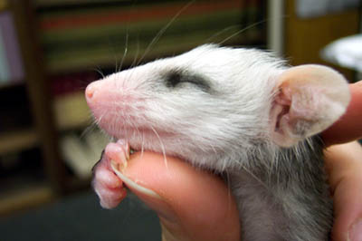 Tiny Animals On Fingers