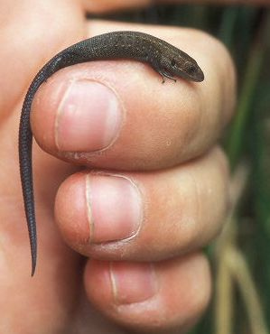 Tiny Animals On Fingers