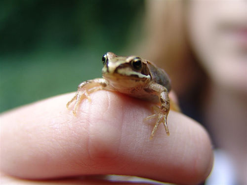 Tiny Animals On Fingers