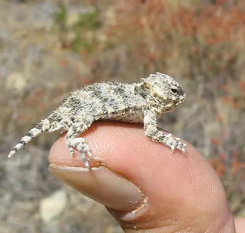 Tiny Animals On Fingers