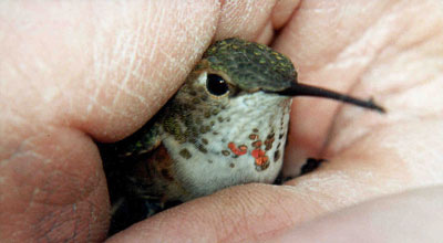 Tiny Animals On Fingers