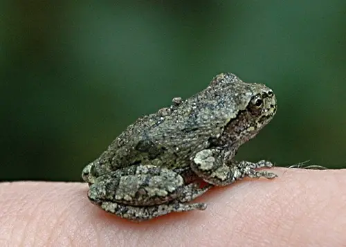 Tiny Animals On Fingers