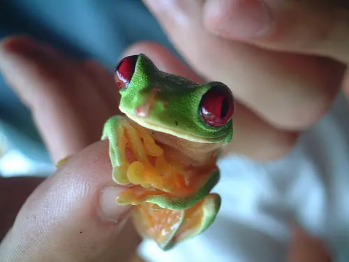 Tiny Animals On Fingers