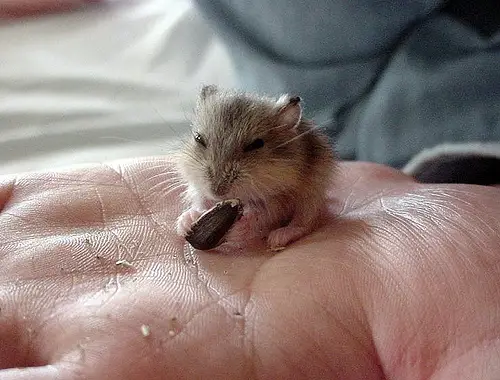 Tiny Animals On Fingers