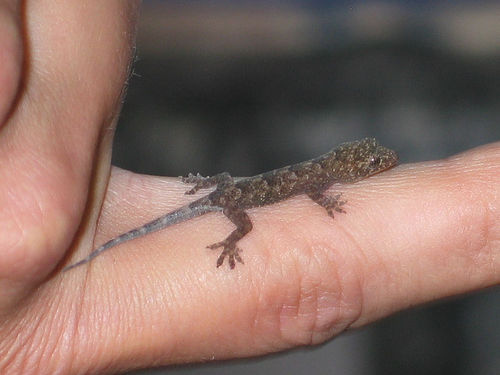 Tiny Animals On Fingers