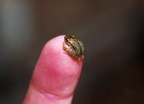 Tiny Animals On Fingers