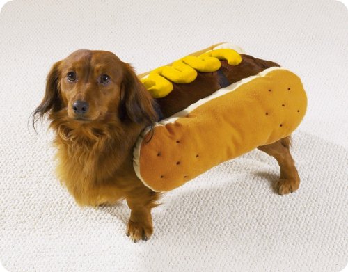 Top 10 Pet Costumes