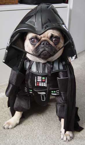 Top 10 Pet Costumes