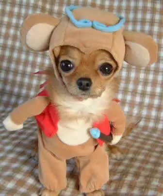 Top 10 Pet Costumes