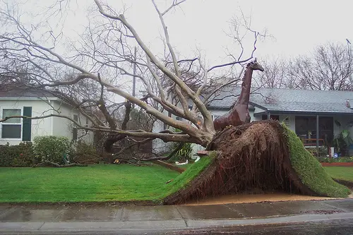 Tree Ripped Down