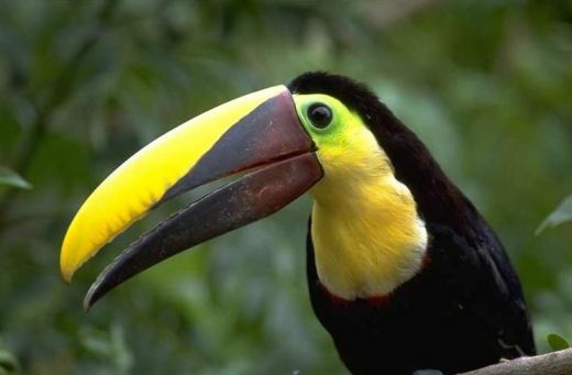 Tucan Birds