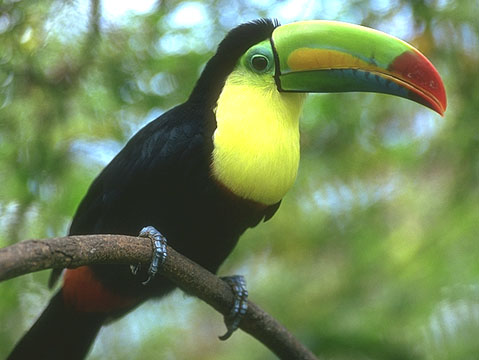 Tucan Birds