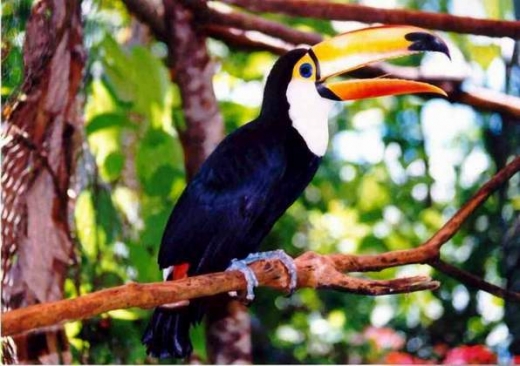 Tucan Birds