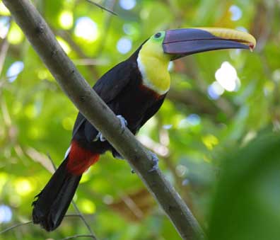 Tucan Birds