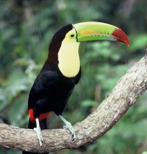 Tucan Birds