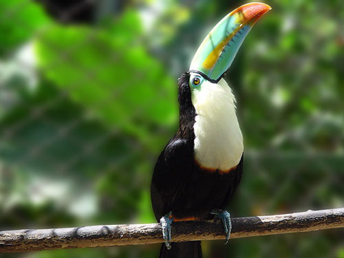 Tucan Birds