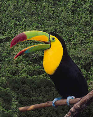 Tucan Birds