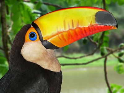 Tucan Birds