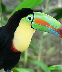 Tucan Birds