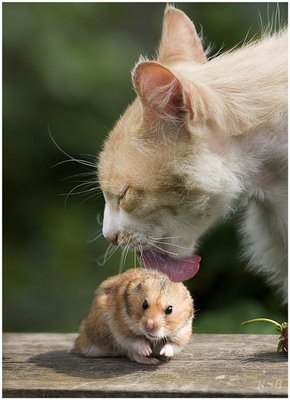 Unlikely Animal Friends