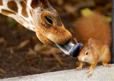 Unlikely Animal Friends