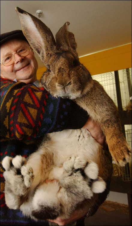 Very Big Bunny