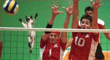 Volley Ball Kitty