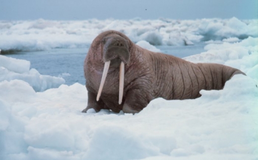 Walruses