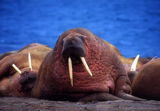 Walruses