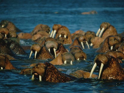 Walruses