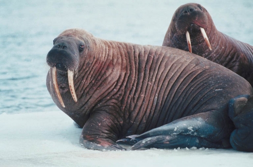 Walruses