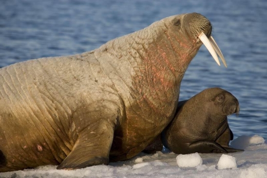 Walruses