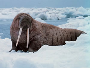 Walruses