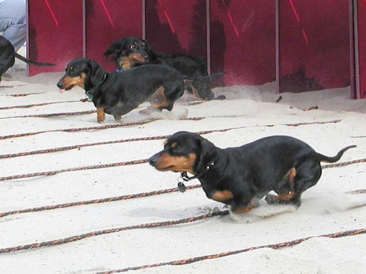 Weiner Dog Race