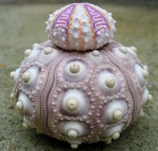 Weird Sea Urchin