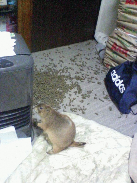 Well Fed Rodent