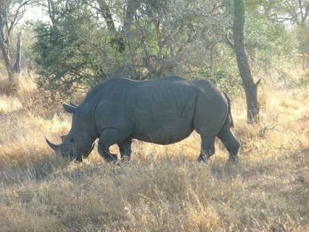 White Rhinos