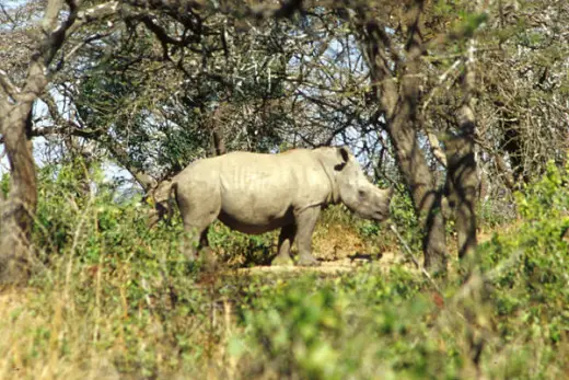 White Rhinos