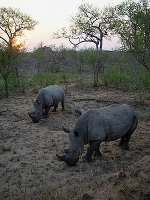 White Rhinos