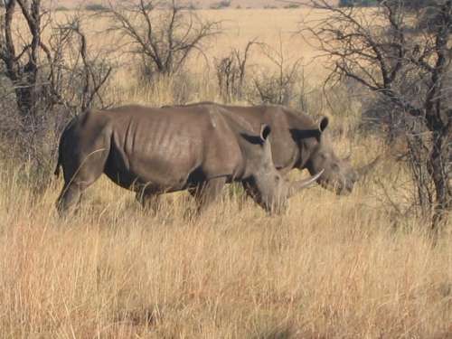 White Rhinos