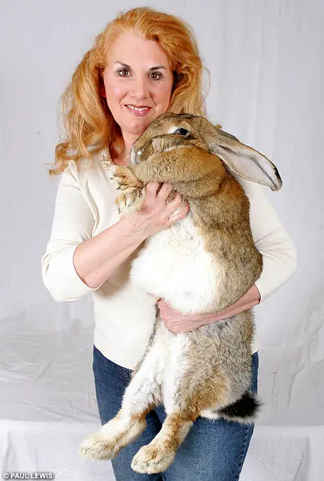 Worlds Fattest Bunny