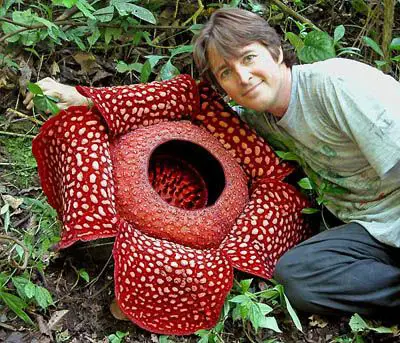 Worlds Strangest Plants