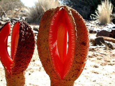 Worlds Strangest Plants