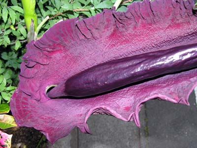 Worlds Strangest Plants