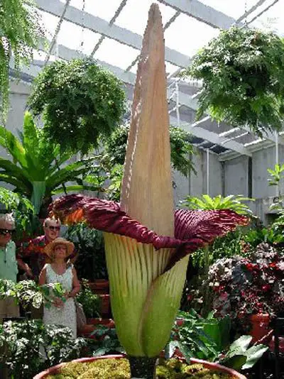 Worlds Strangest Plants