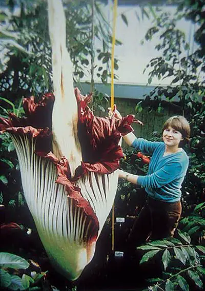 Worlds Strangest Plants